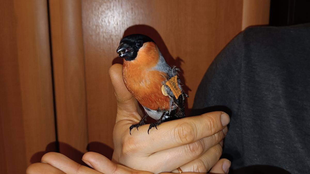 «Гришка уже пытается летать»: лесничий в Ступино спас раненого снегиря и приютил его у себя