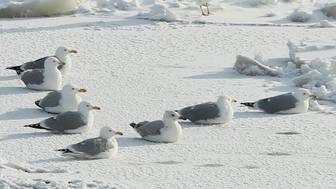 Погода в Москве 15 февраля: похолодание до минус 11 градусов и прогноз на неделю