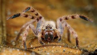 Столичный суд запретил объявления о продаже тарантулов и страусов