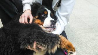 Почему собака может игнорировать команды весной