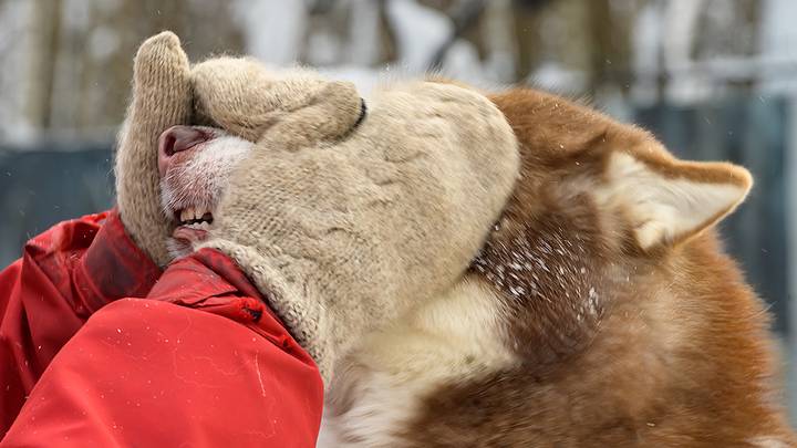 Парк хаски в Сокольниках / Фото: Дмитрий Дубинский / Вечерняя Москва