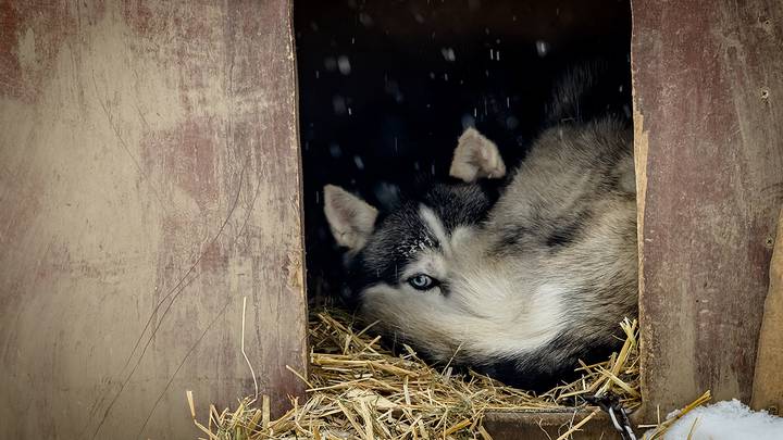 Парк хаски в Сокольниках / Фото: Дмитрий Дубинский / Вечерняя Москва