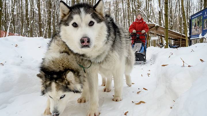Парк хаски в Сокольниках / Фото: Дмитрий Дубинский / Вечерняя Москва