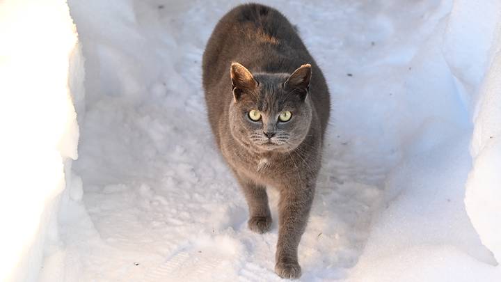 Фото: Анатолий Цымбалюк / Вечерняя Москва