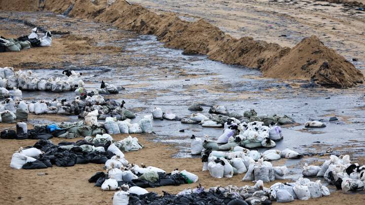 Уборка пляжей в Анапе после разлива мазута в Черном море. 25 декабря 2024 года