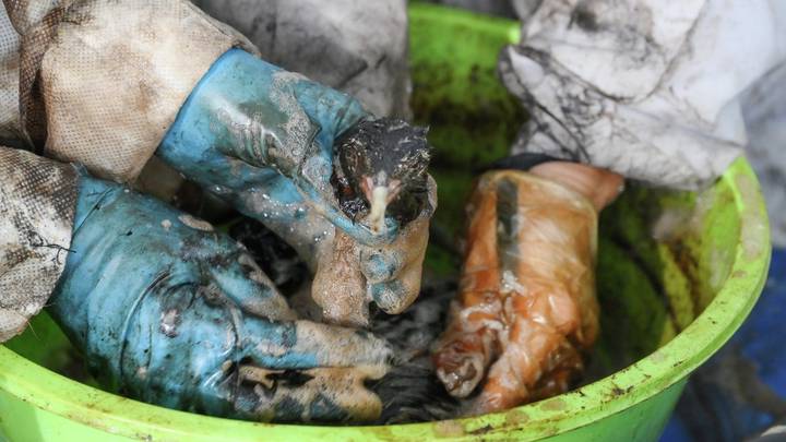 Волонтеры отмывают от мазута птицу, пострадавшую от разлива нефтепродуктов у берегов Анапы. 21 декабря 2024 года