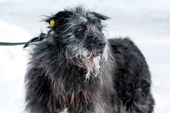 Трем собакам из приюта выберут имена на платформе «Активный гражданин — детям»