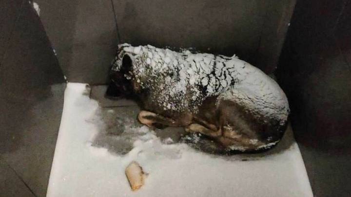 «Додо пицца» уволили курьера, который помог собаке: что известно