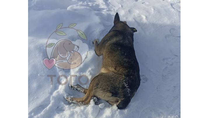 «Додо пицца» уволили курьера, который помог собаке: что известно