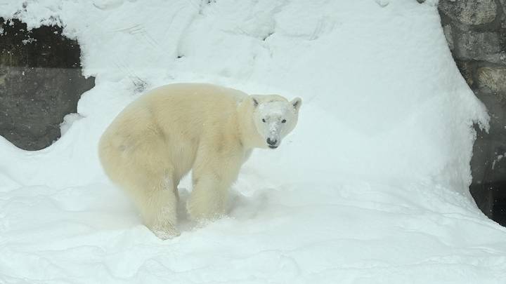 Белая медведица Айка в Московском зоопарке / Фото: Анатолий Цымбалюк / Вечерняя Москва