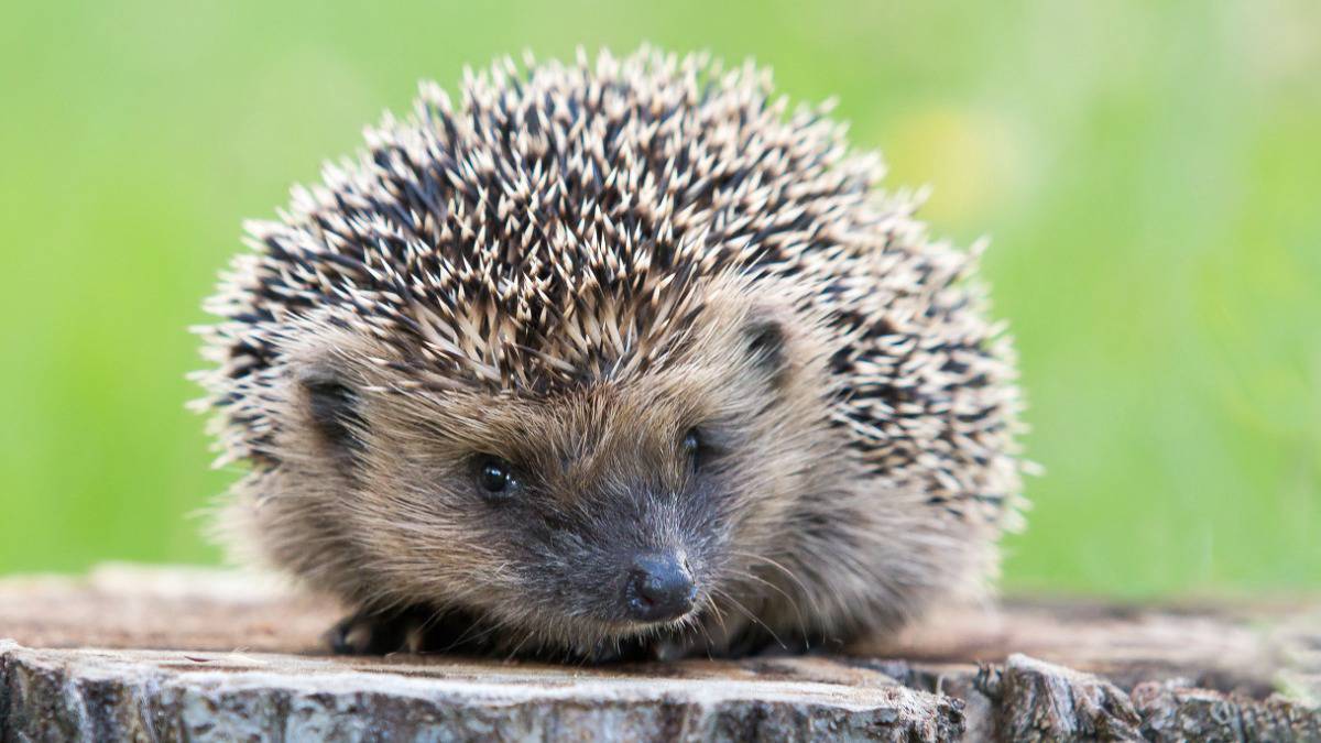 White-breasted hedgehogs at the Moscow Zoo have emerged from hibernation