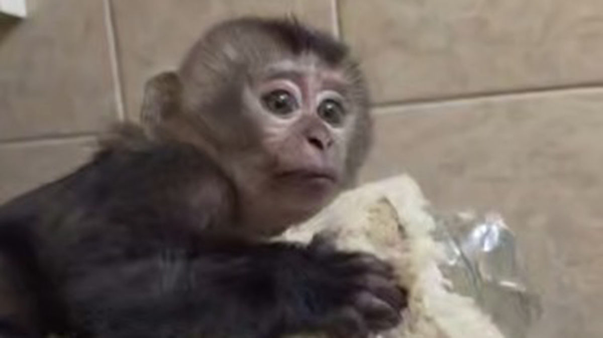 Charlotte the monkey abandoned her baby at the Leningrad Zoo