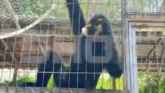 Shot: Обезьяна во Вьетнаме покусала четырехлетнего ребенка из России