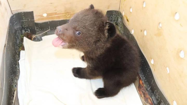 Двух гималайских медвежат спасли в Приморье