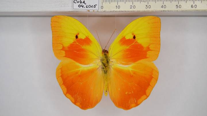 Почти 55 тысяч различных экспонатов пополнили московский музейный фонд за год