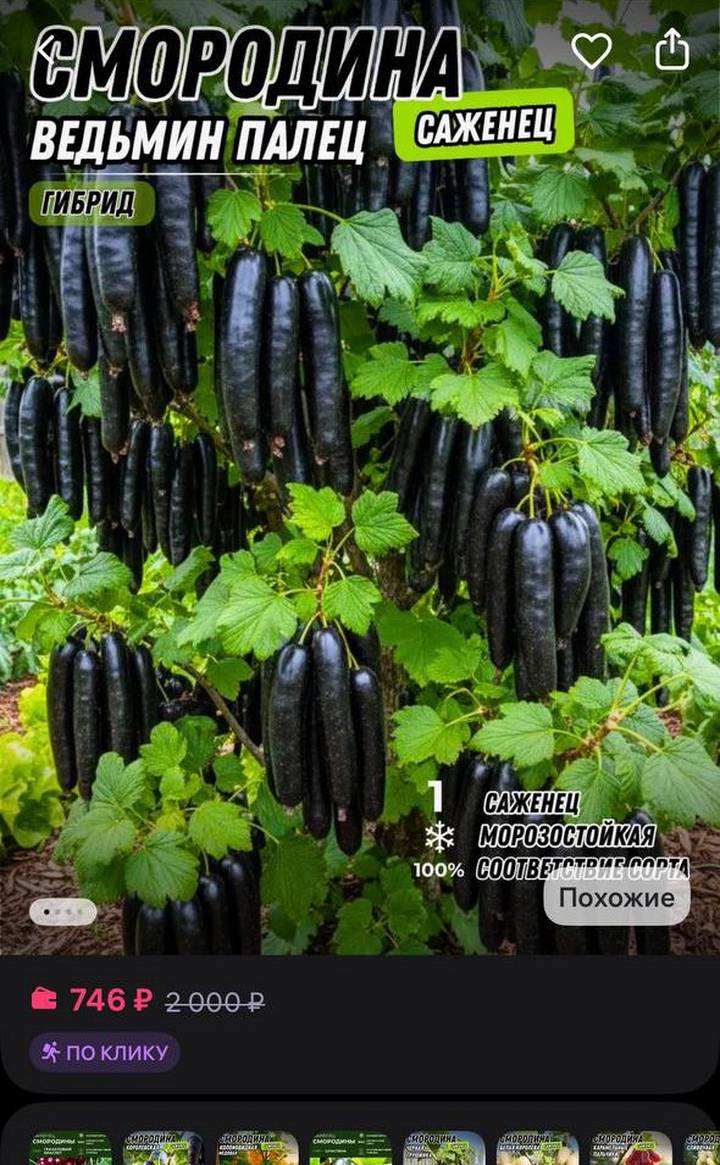 Фото: скриншот