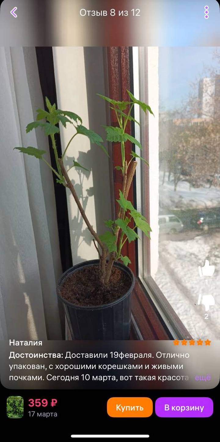 Фото: скриншот