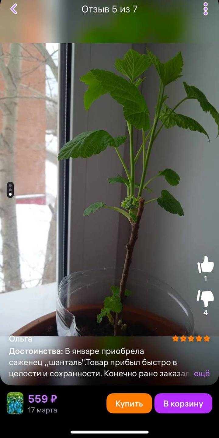 Фото: скриншот