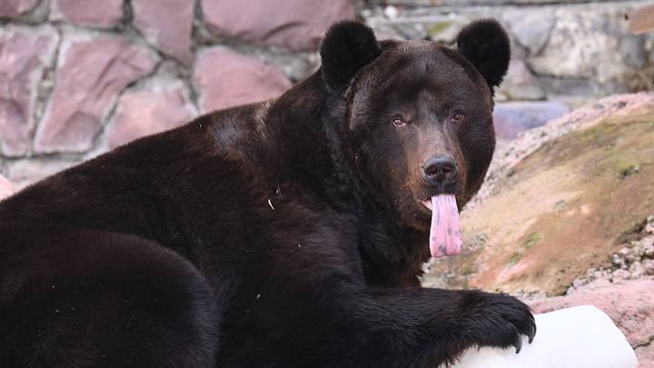 Медведи вышли из спячки в Московском зоопарке / Фото: Мария Хапцова / Вечерняя Москва