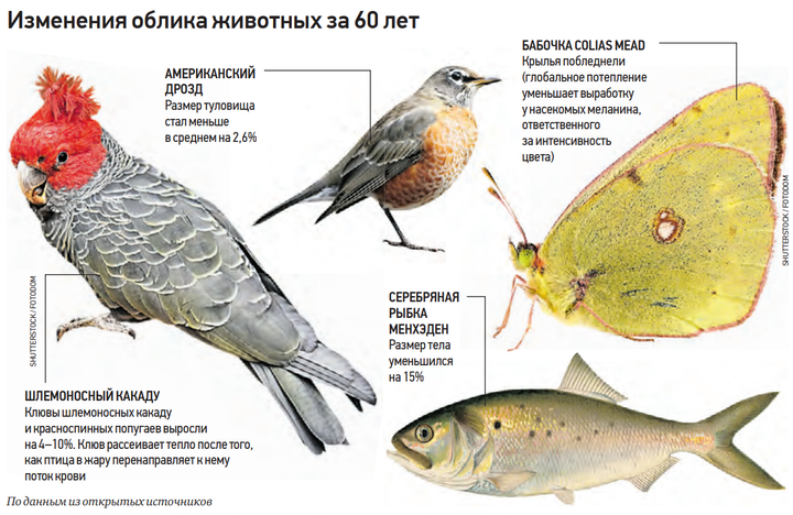 Потеряем белого медведя: зоолог рассказал, как потепление может повлиять на животных и распространение инфекций 