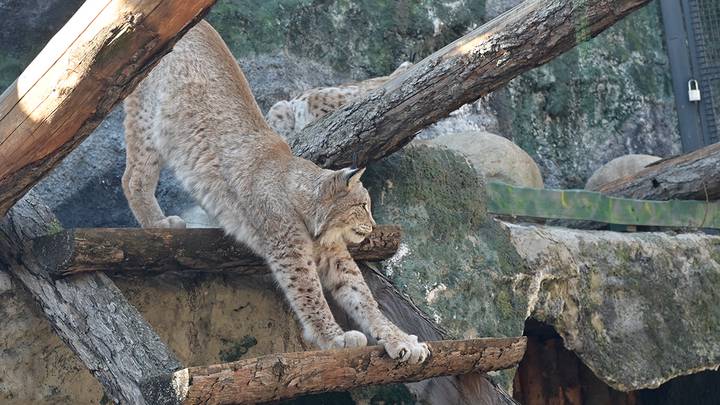 Московский зоопарк / Фото: Дмитрий Дубинский / Вечерняя Москва