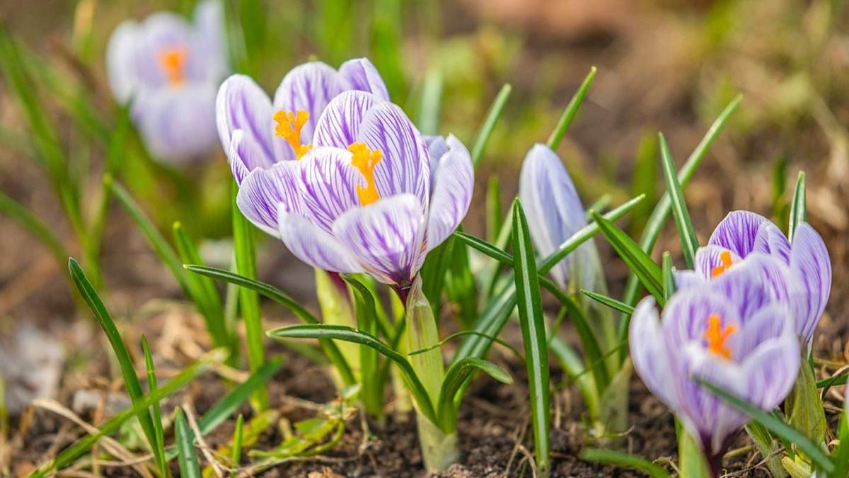 Crocuses, snowdrops and daffodils bloomed in Moscow gardens