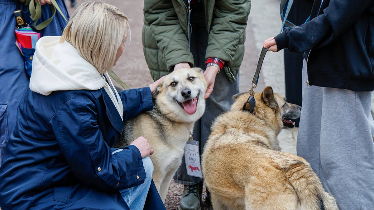 Россельхознадзор обязал изъять и уничтожить серию № 20 вакцины «Мультикан-8»