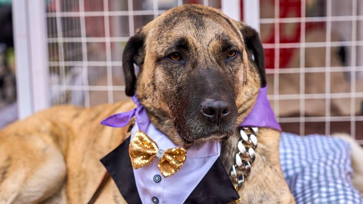 Footage from the “Mospitomets x Four-Legged Friend” event is available at Mosphoto