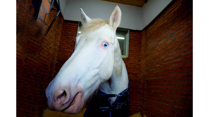 Фото: Дмитрий Дубинский / Вечерняя Москва