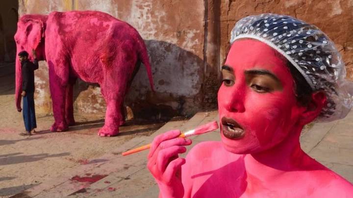 The elephant died after taking a photo for the blog Boroleva: why the animal was painted pink, cause of death, explanation