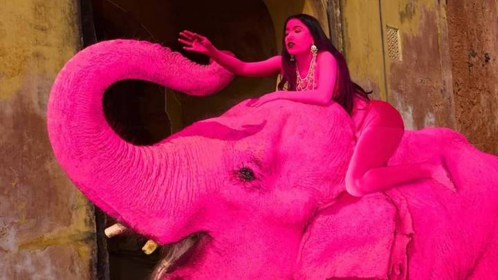 The elephant died after taking a photo for the blog Boroleva: why the animal was painted pink, cause of death, explanation