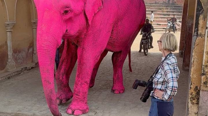 The elephant died after taking a photo for the blog Boroleva: why the animal was painted pink, cause of death, explanation