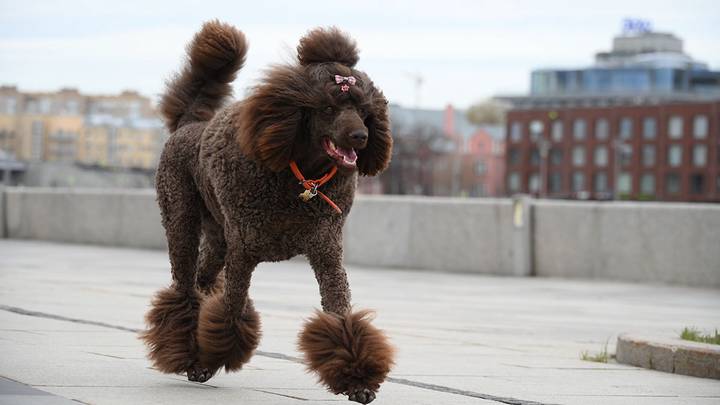 Фото: Пелагия Замятина / Вечерняя Москва