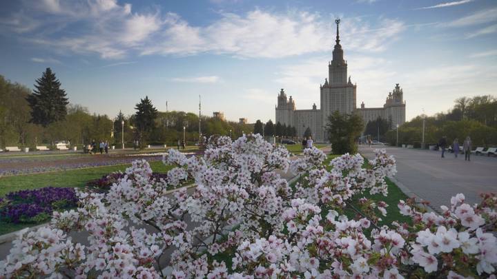 Цветущая сакура на фоне здания МГУ имени М.В. Ломоносова