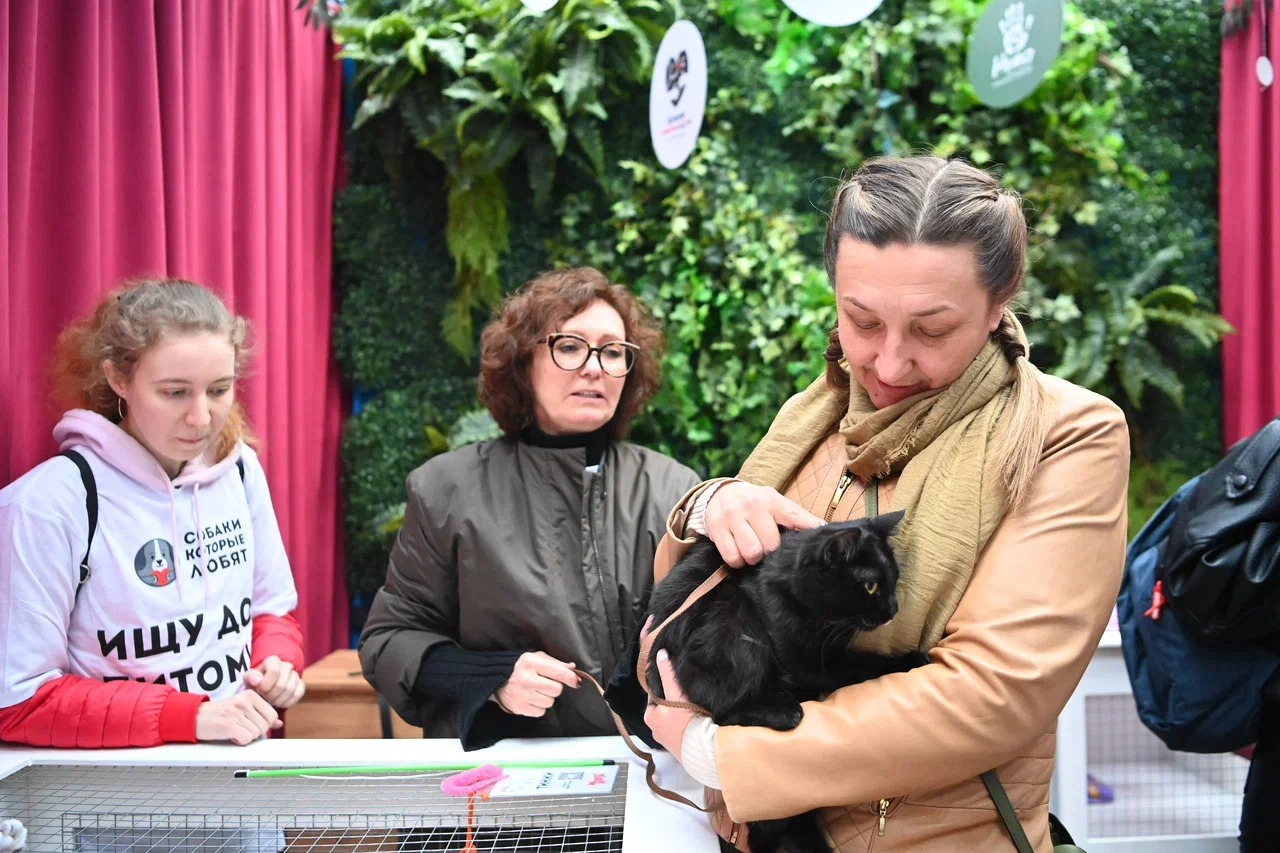 Одиннадцать хвостиков обрели дом: как прошел первый день спецпроекта «Моспитомец х Четвероногий друг» на Тверском бульваре