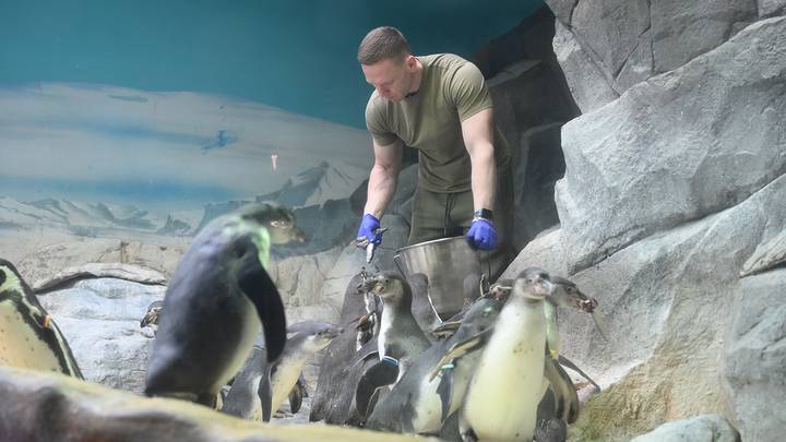 Пингвины в Московском зоопарке / Фото: Пелагия Замятина / Вечерняя Москва