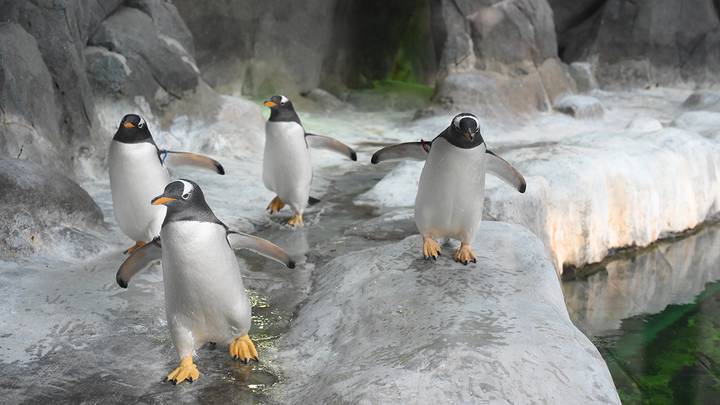 Пингвины в Московском зоопарке / Фото: Пелагия Замятина / Вечерняя Москва