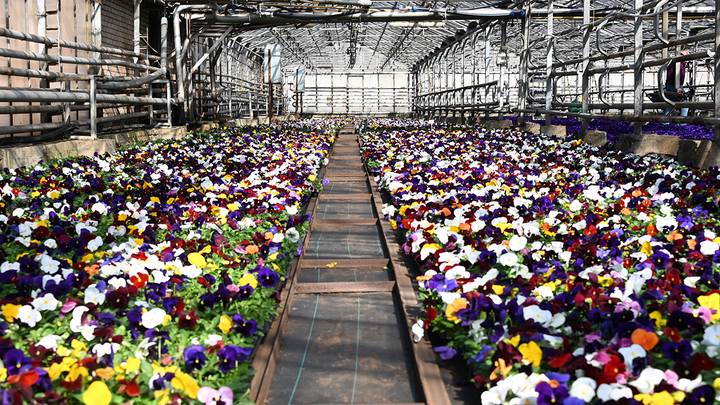 Фото: Мария Хапцова / Вечерняя Москва