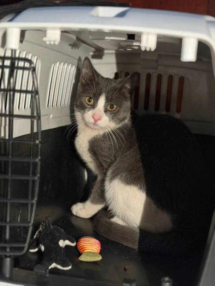 Котенка спасли из затопленного склепа на Введенском кладбище в Москве