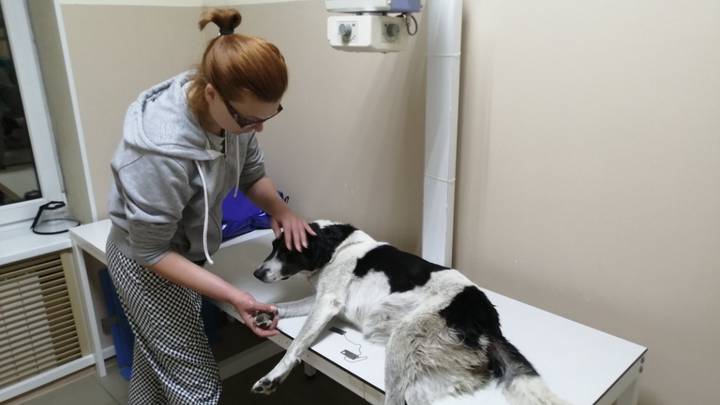 Натравили собаку и избили: что известно о смерти волонтера Леры Зимы из Омска