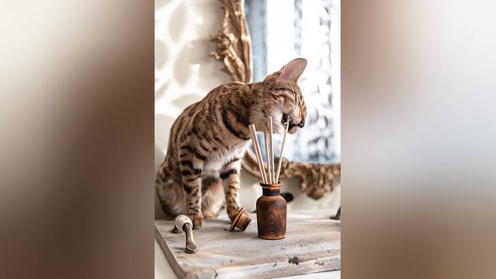 Опасны ли аромадиффузоры для питомцев