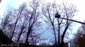 В Москве спасли кота, который три дня просидел на дереве на высоте пяти этажей