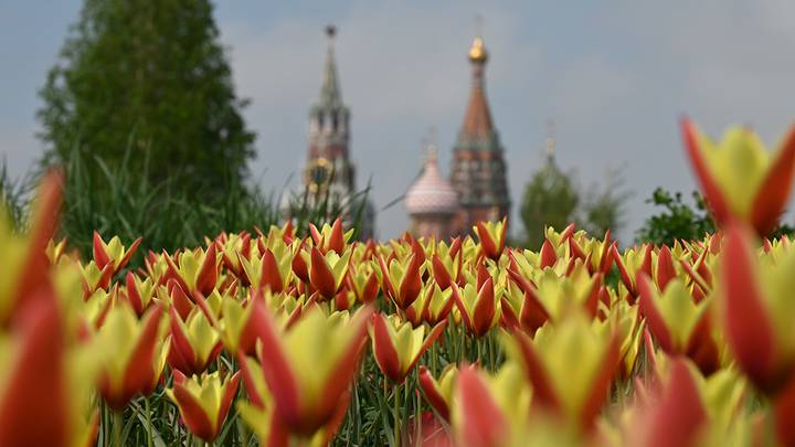 Фото: Анатолий Цымбалюк / Вечерняя Москва