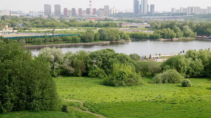 Где погулять с собакой в Москве и Подмосковье: топ-7 лучших мест