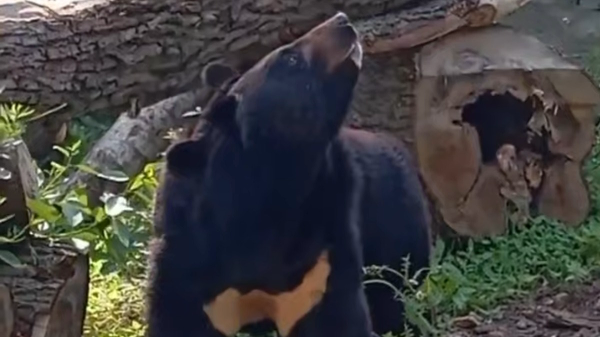 Himalayan bear Vasya was temporarily transferred from Moscow to the Kaliningrad Zoo