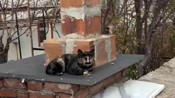 Кот из Турции, который напоминает популярного телеведущего, в одночасье стал звездой соцсетей