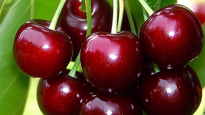 Чем полезна черешня и какой сорт лучше выбрать для дачи