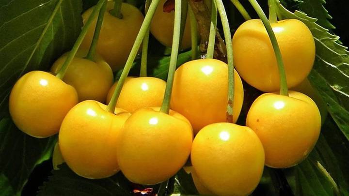 Чем полезна черешня и какой сорт лучше выбрать для дачи