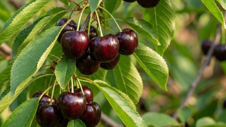 Чем полезна черешня и какой сорт лучше выбрать для дачи