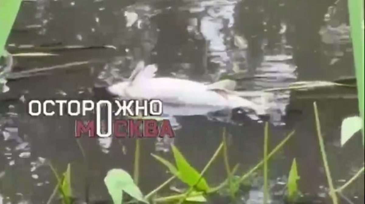 Fish carcasses were found in the Klyazma River in the Moscow region